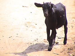 Black Bengal Goat image 2