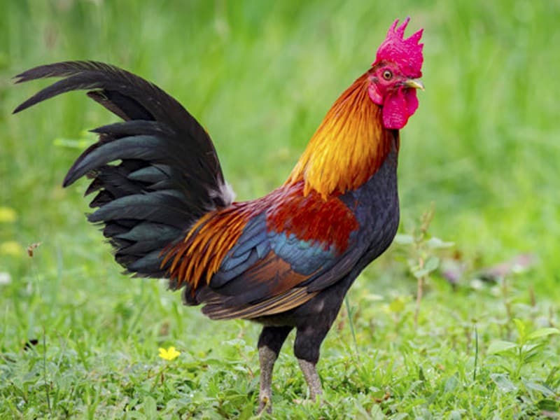 Deshi Chicken