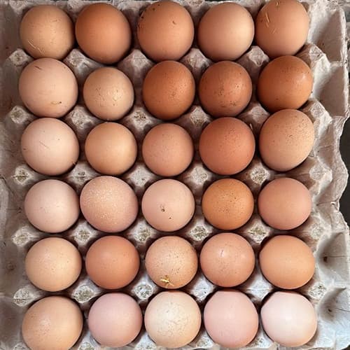 Egg 12 Piece image 2