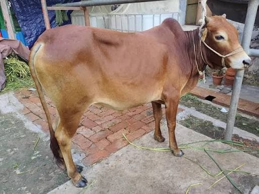 Deshi Cow