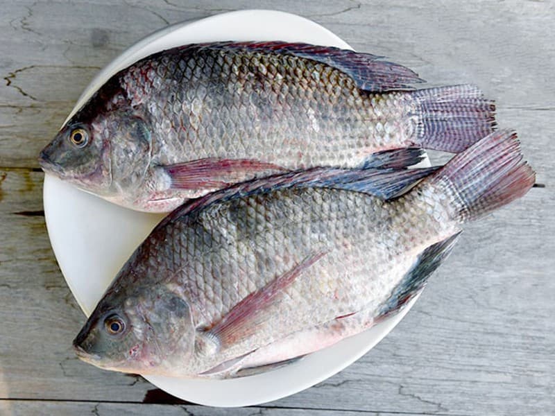 Fish