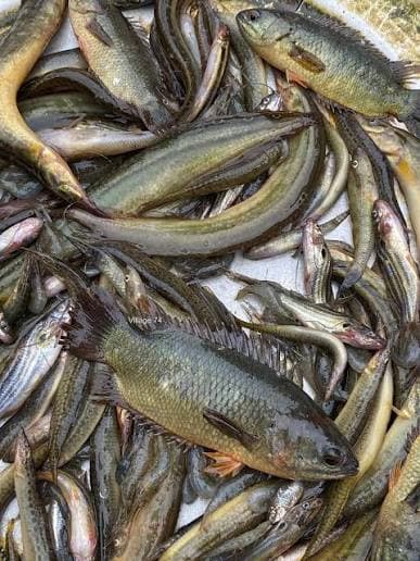 Fish image 2